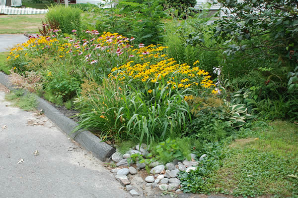 rain garden
