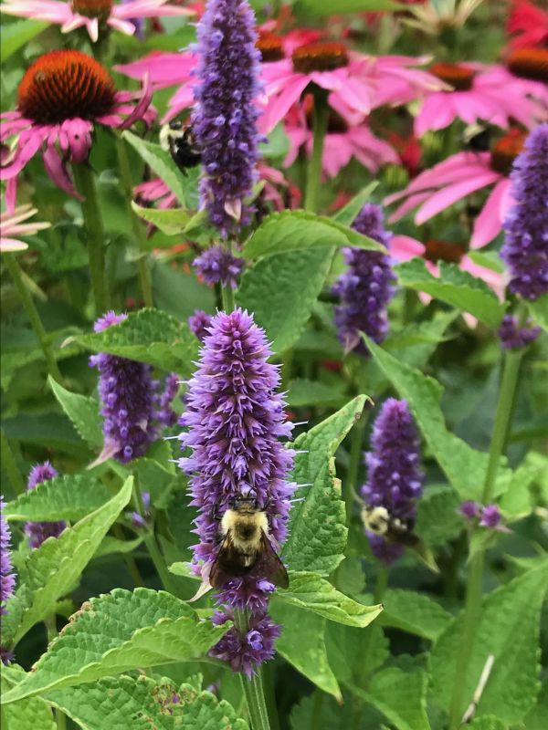 Bumble bees on native plants