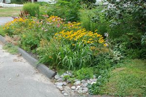 rain garden