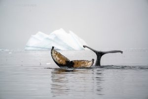 Humpback whales near Wilhelmina Bay, Antarctica. Photo credit: Adam Rheborg, Polar Latitudes, 2019.